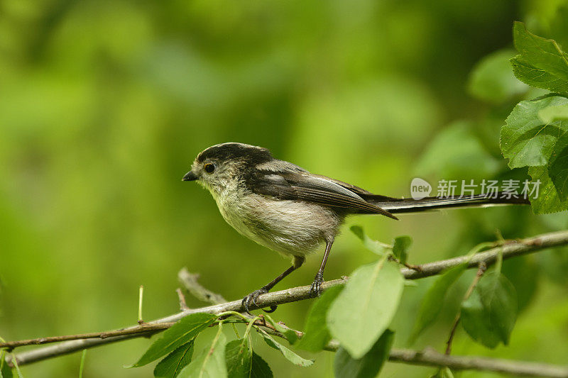 长尾山雀(Aegithalos caudatus)